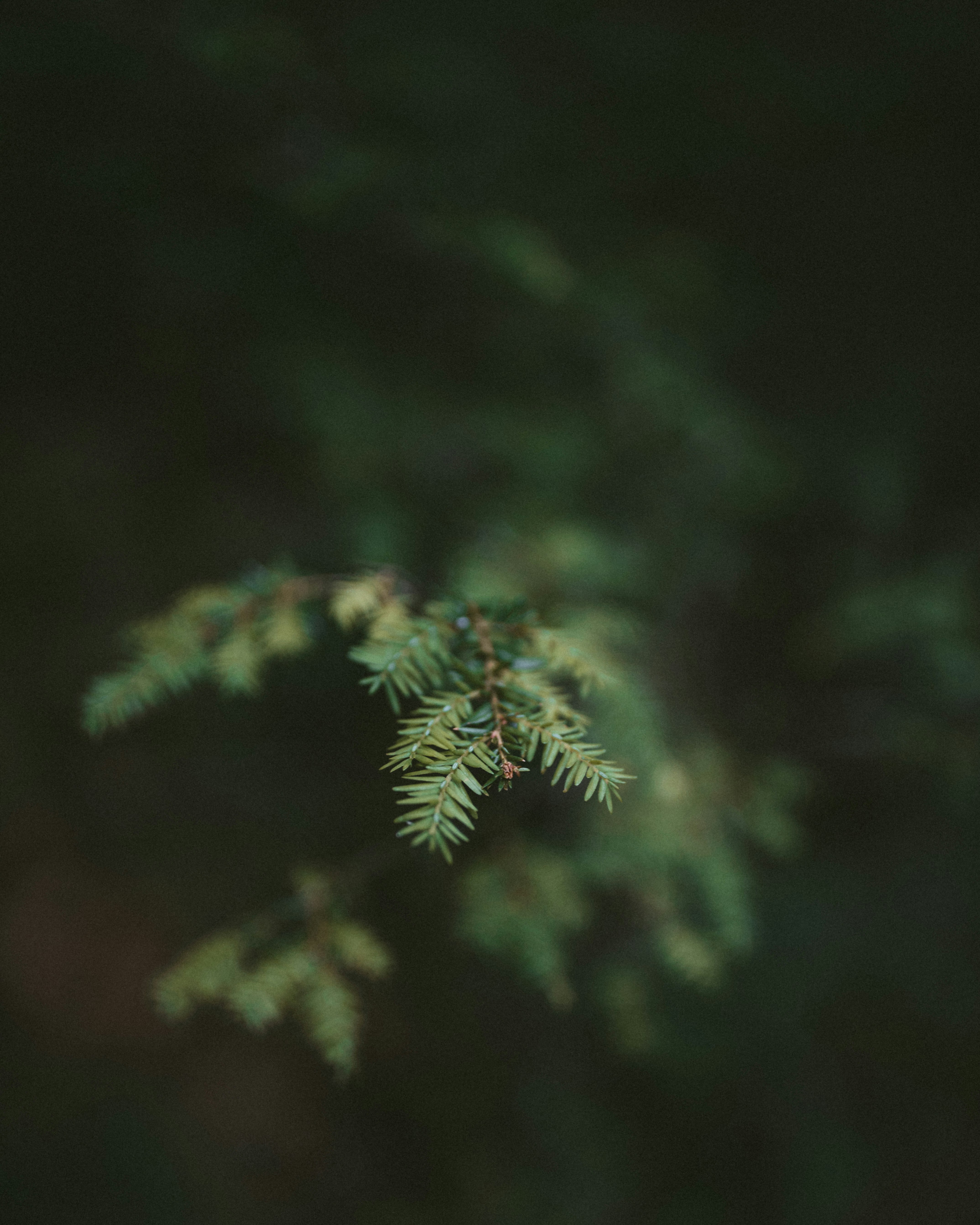 shallow focus of green leaf